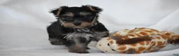 Yorkshire Terrier dogs for sale: Zane - Ad 9