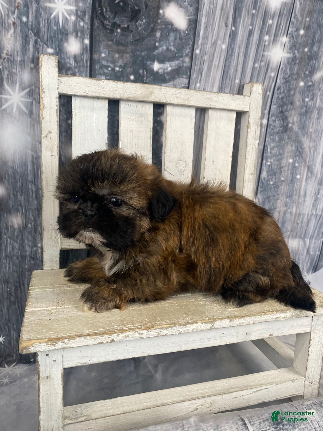 Shih Tzu dogs for sale: Mochi - Ad 5