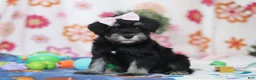 Miniature Schnauzer dogs for sale: Vera - Ad 2