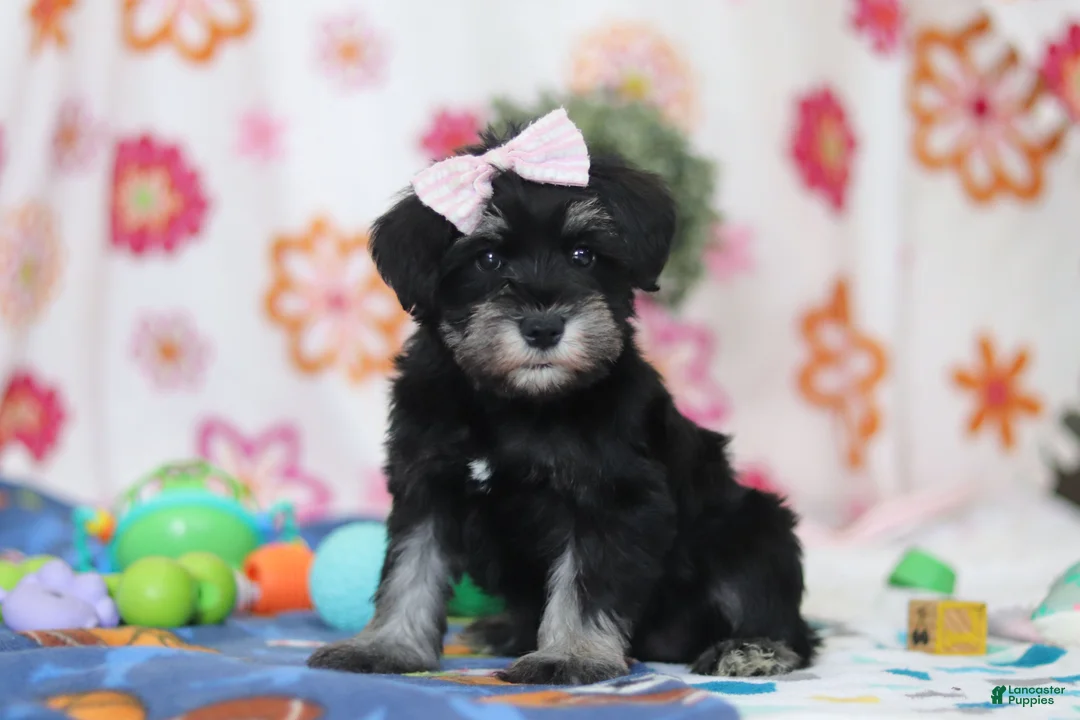 Miniature Schnauzer dogs for sale: Vera - Ad 2