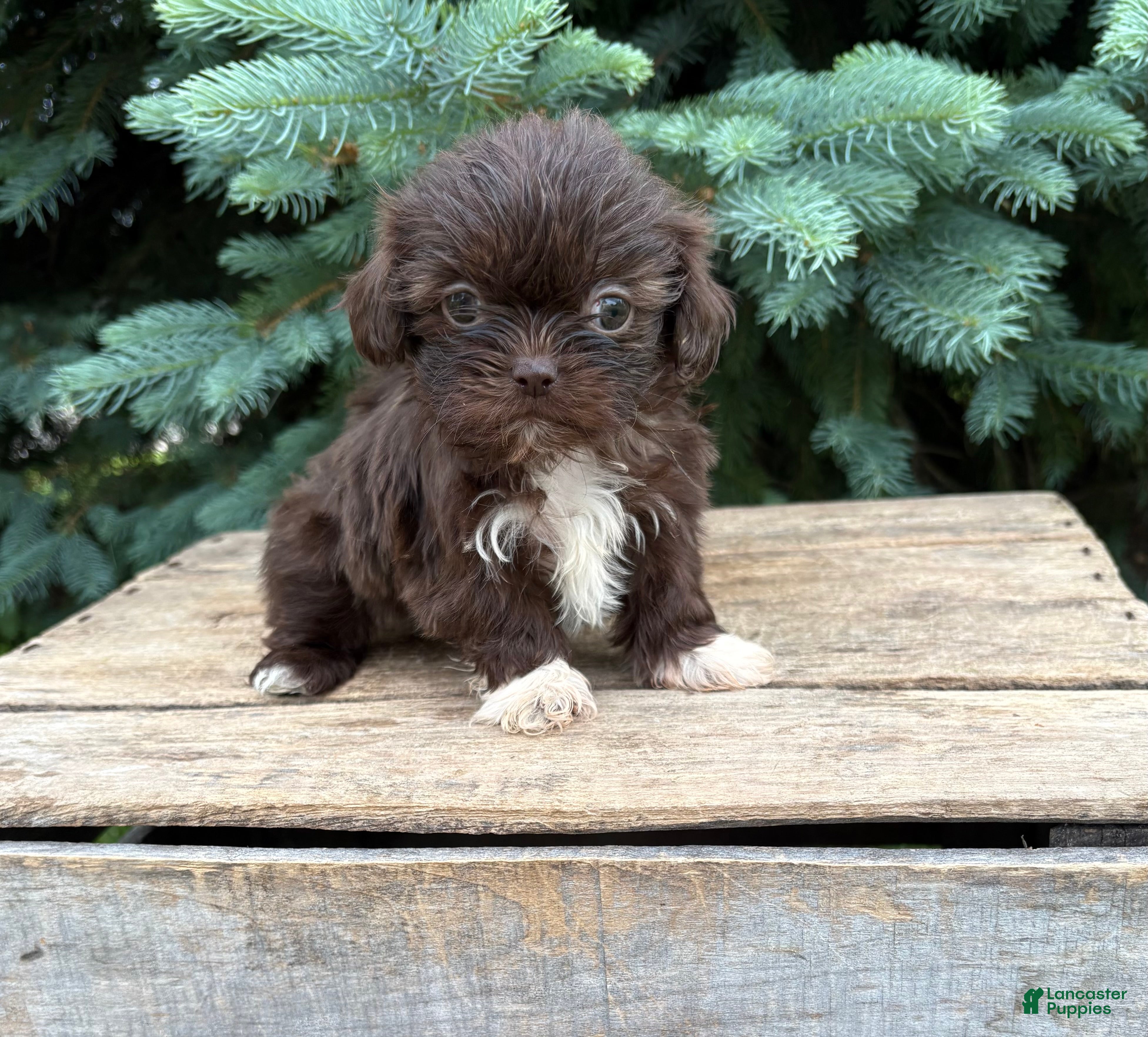 Shih Tzu dogs Hallie - Ad 1