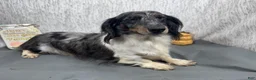 Miniature Dachshund dogs for sale: Miniature Dachshund 4 - Ad 4