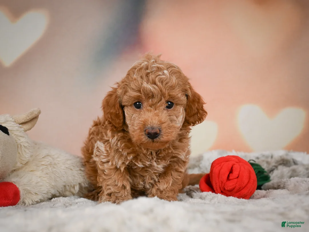 Toy Poodle dogs for sale: Davis - Ad 1