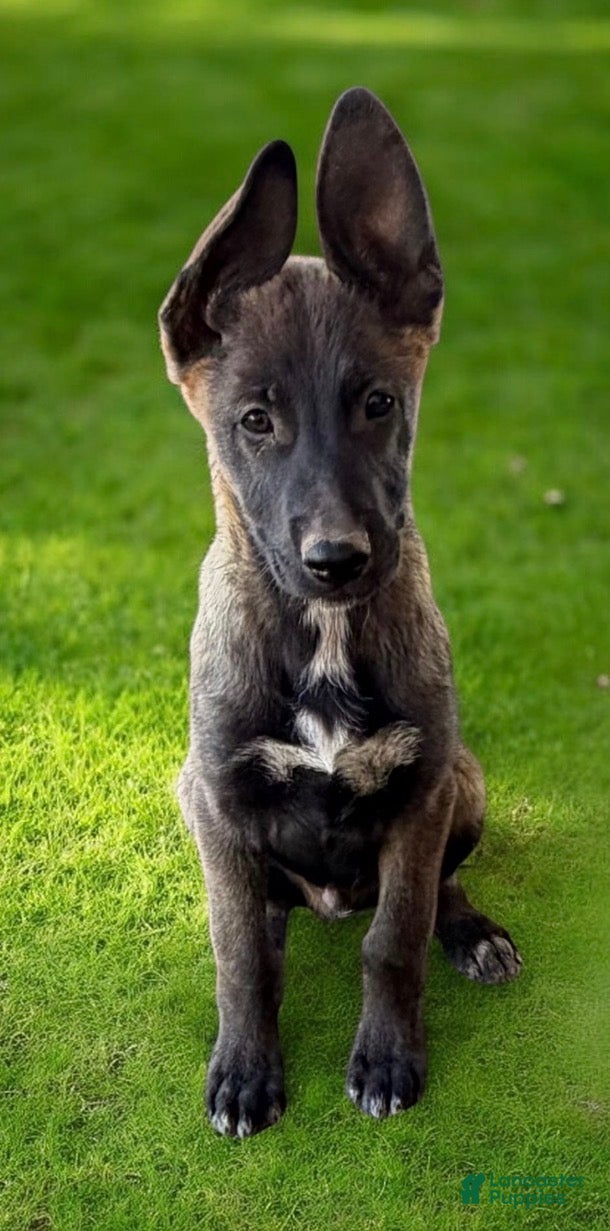 German Shepherd dogs German Shepherd Puppy 3 - Ad 8