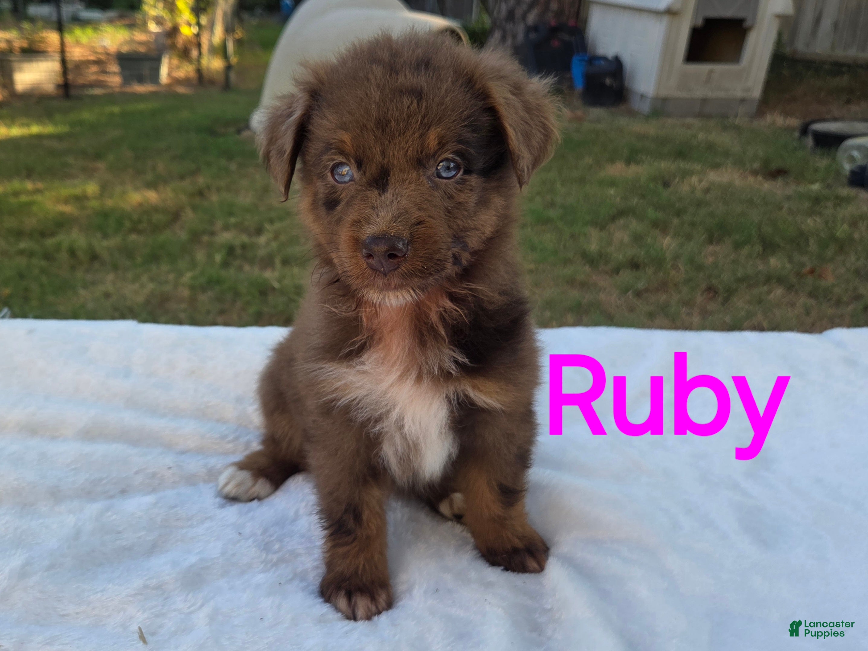Australian Shepherd dogs Ruby - Ad 11