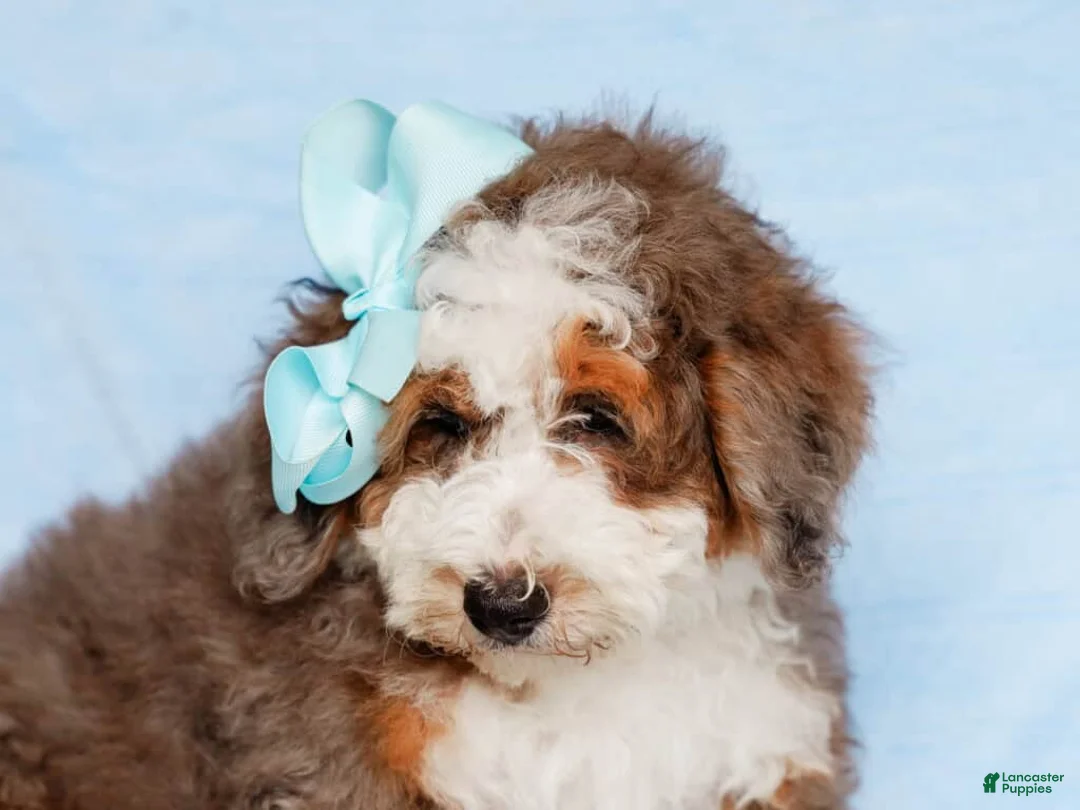Mini Bernedoodle dogs for sale: Scottie - Ad 1