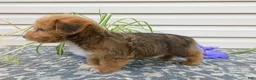 Corgipoo dogs for sale: Lucky  - Ad 4