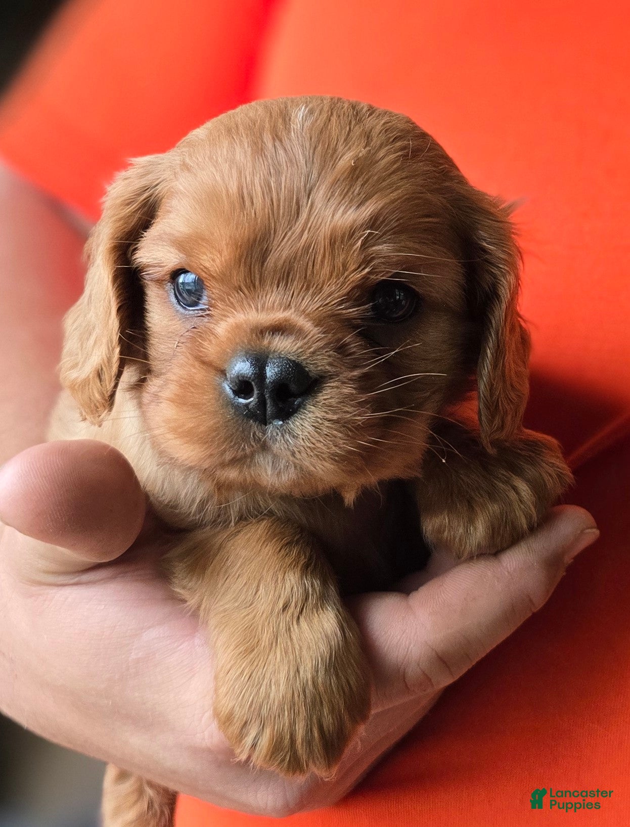 Cavalier King Charles Spaniel dogs Colt - Ad 1