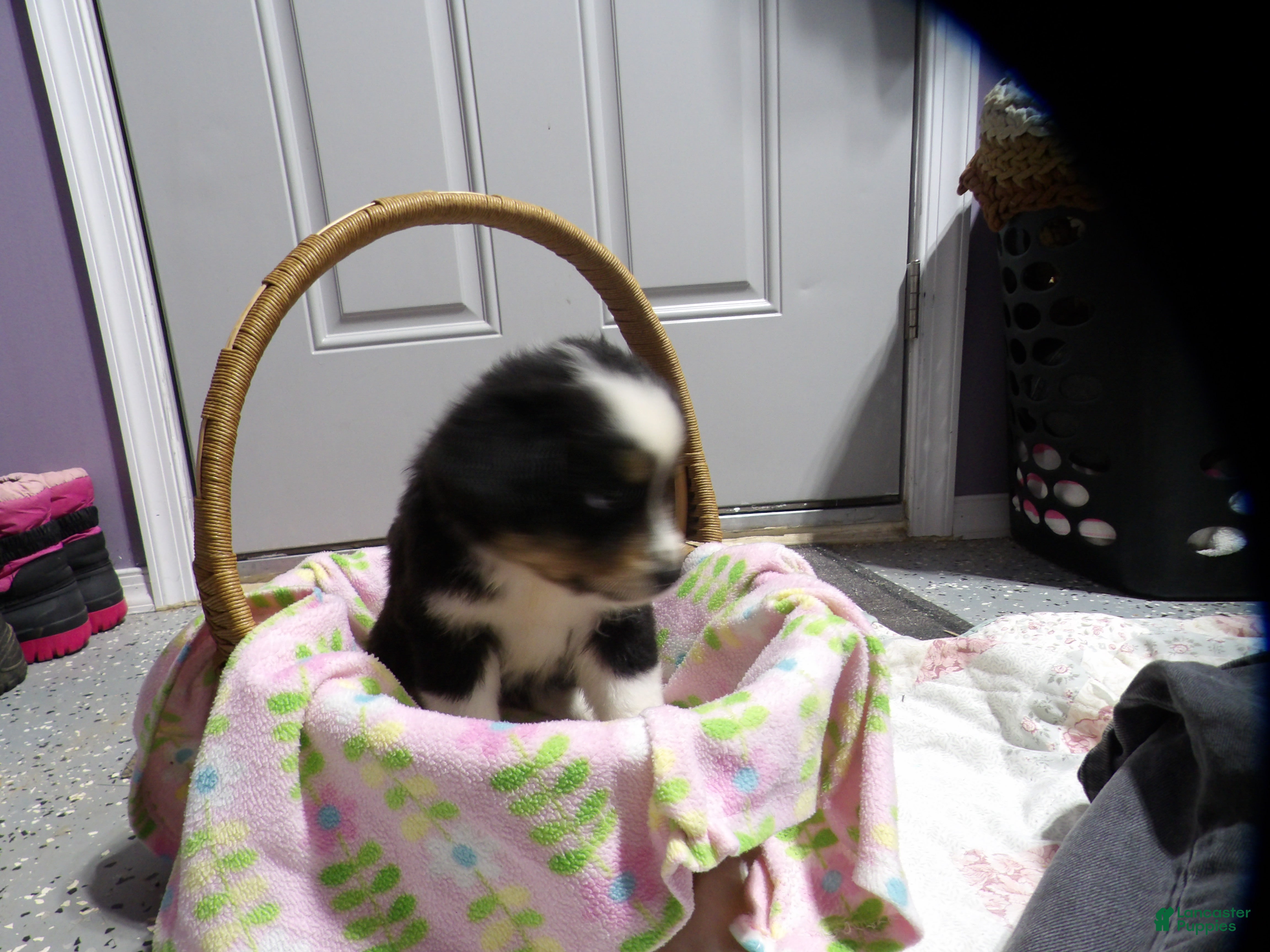 Miniature Australian Shepherd dogs Mira - Ad 2