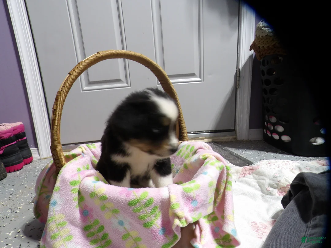 Miniature Australian Shepherd dogs for sale: Mira - Ad 2