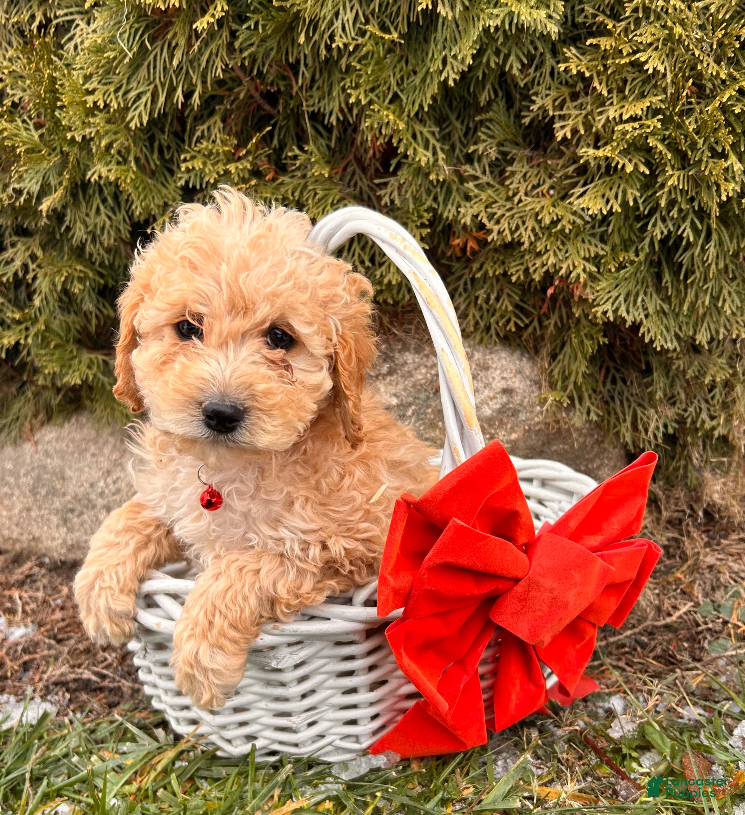 Cockapoo dogs Lila  - Ad 3