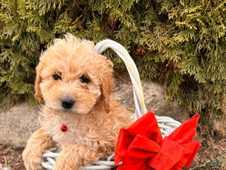 Cockapoo dogs Lila - Ad 25