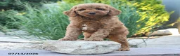 Cockapoo dogs for sale: Jade - Ad 4