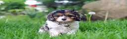 Cavapoo dogs for sale: Fury - Ad 5