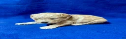 Cockapoo dogs for sale: Lavender  - Ad 7