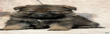 German Shepherd 3