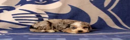 Mini Bernedoodle dogs for sale: Ella - Ad 2
