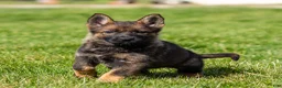 German Shepherd dogs for sale: Sherry German Shepherd Puppy  - Ad 5