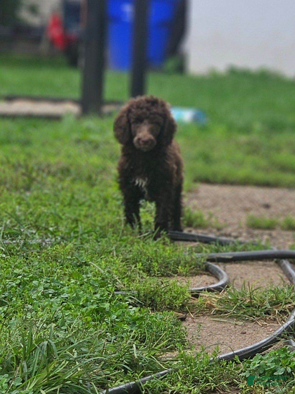 Standard Poodle dogs Michael Scott - Ad 2