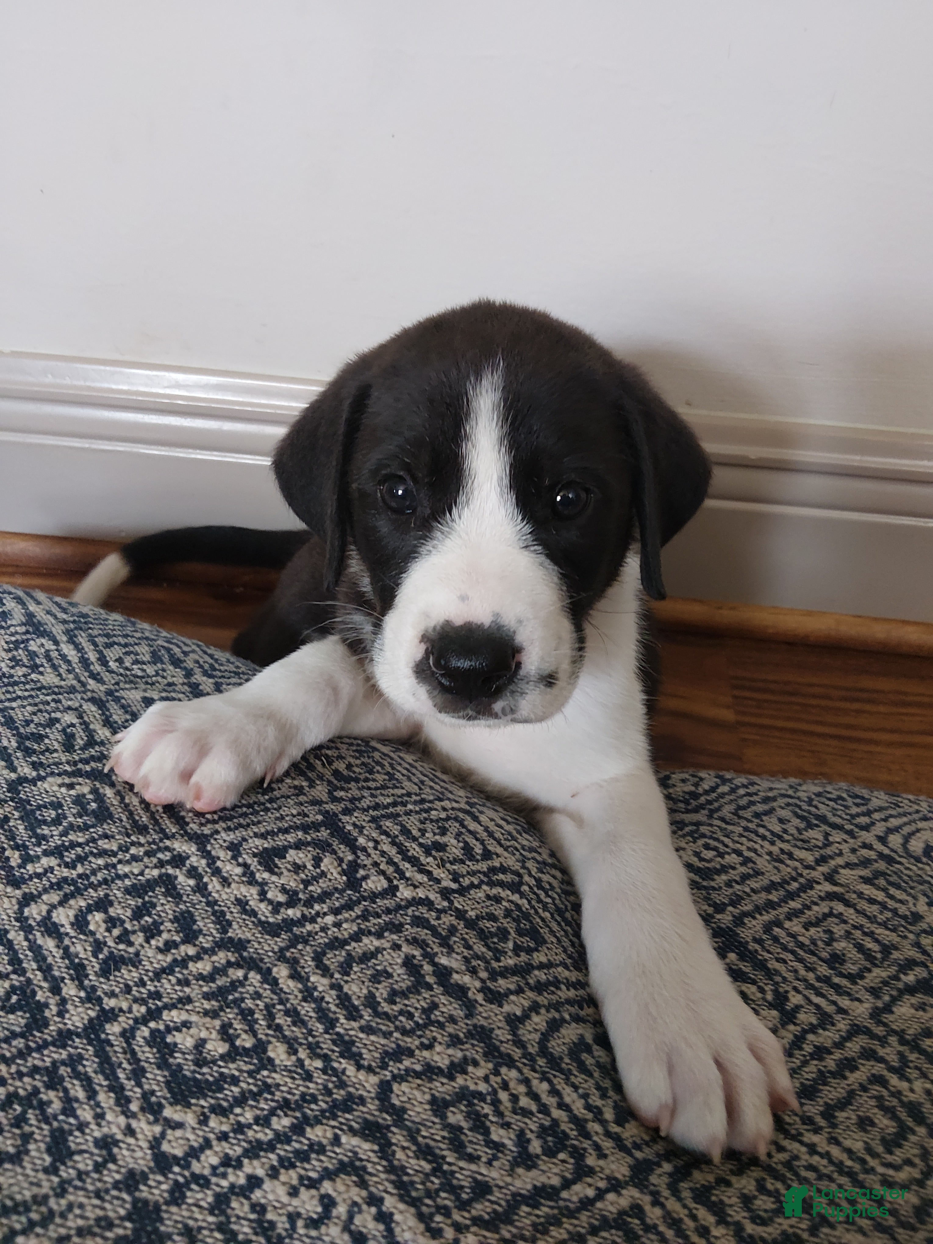 Mixed Breed dogs Aurora - Ad 37