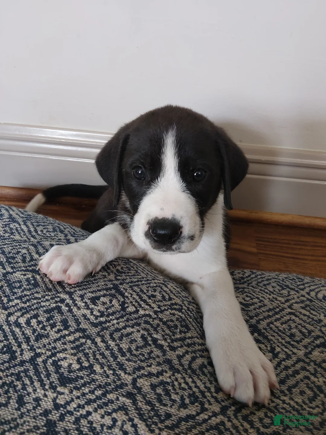 Mixed Breed dogs for sale: Aurora - Ad 1