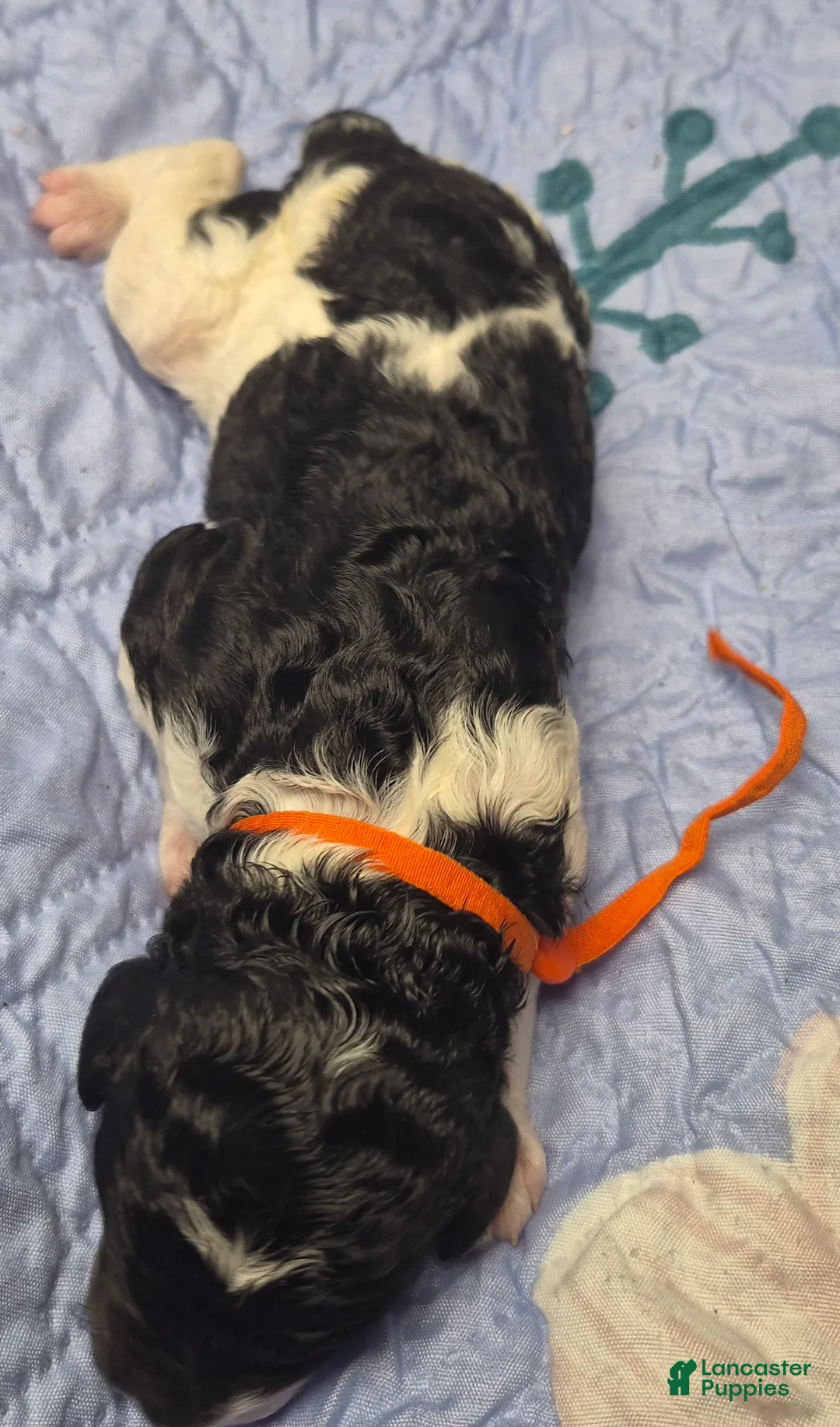 Labradoodle dogs for sale: Kaffir Lily  - Ad 2