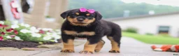 Rottweiler dogs for sale: Darla - Ad 4