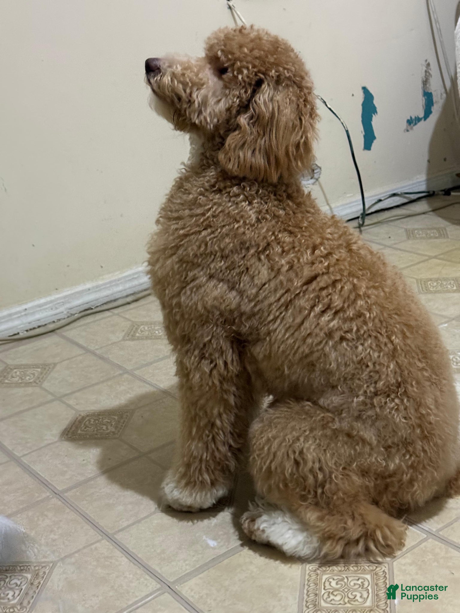 Standard Poodle dogs Standard Poodle Puppy 1 - Ad 9