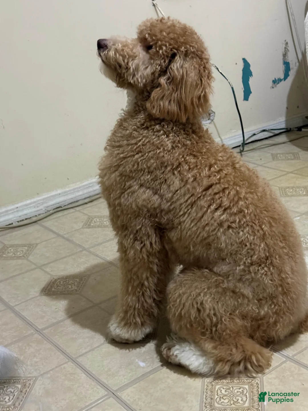 Standard Poodle dogs for sale: Standard Poodle Puppy 1 - Ad 1
