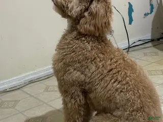 Standard Poodle dogs Standard Poodle Puppy 1 - Ad 9