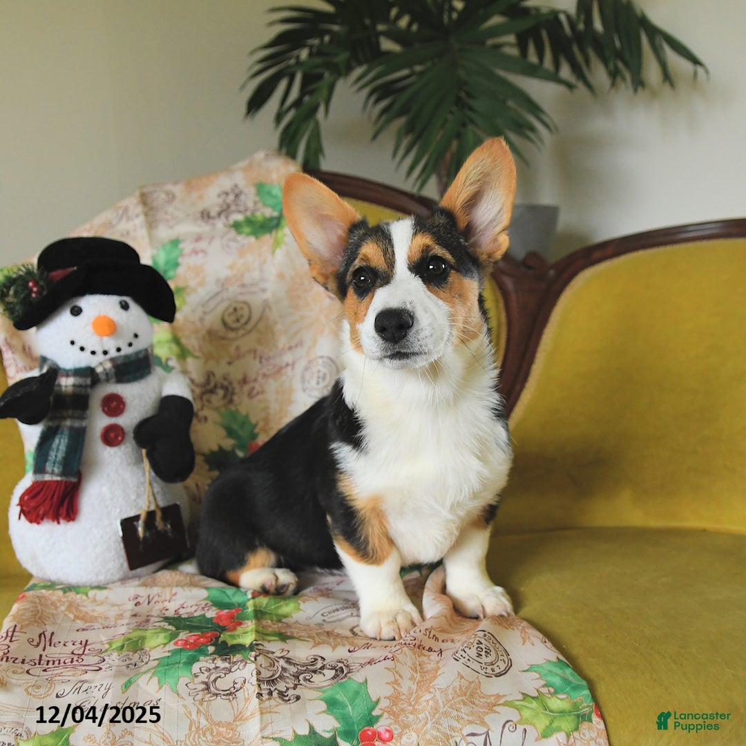 Welsh Corgi Pembroke dogs for sale: Nellie - Ad 4