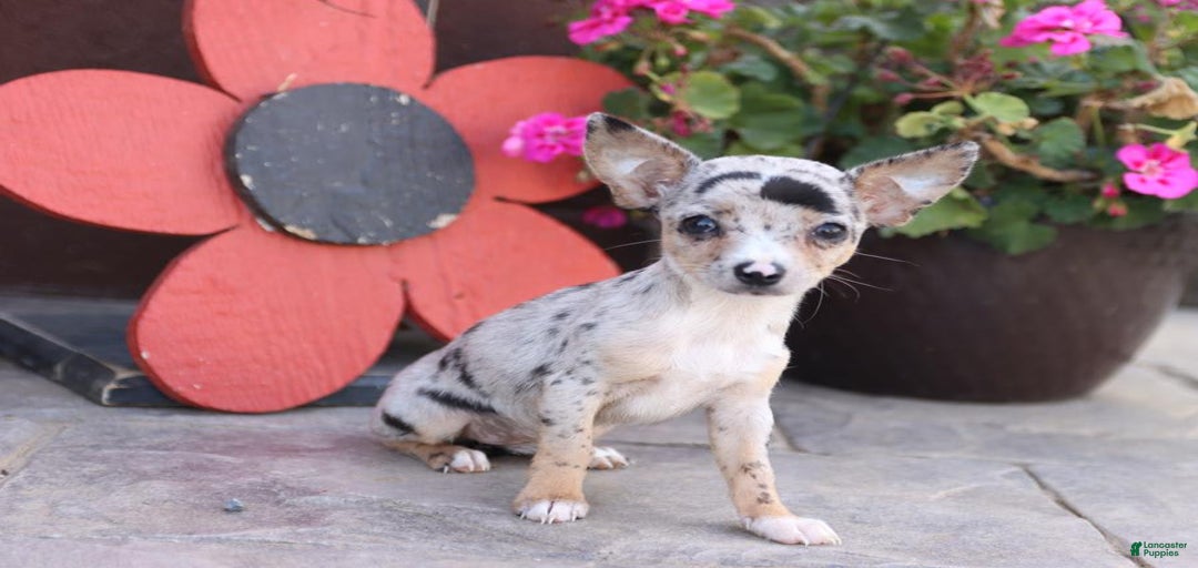 Gallery Image {{count}}