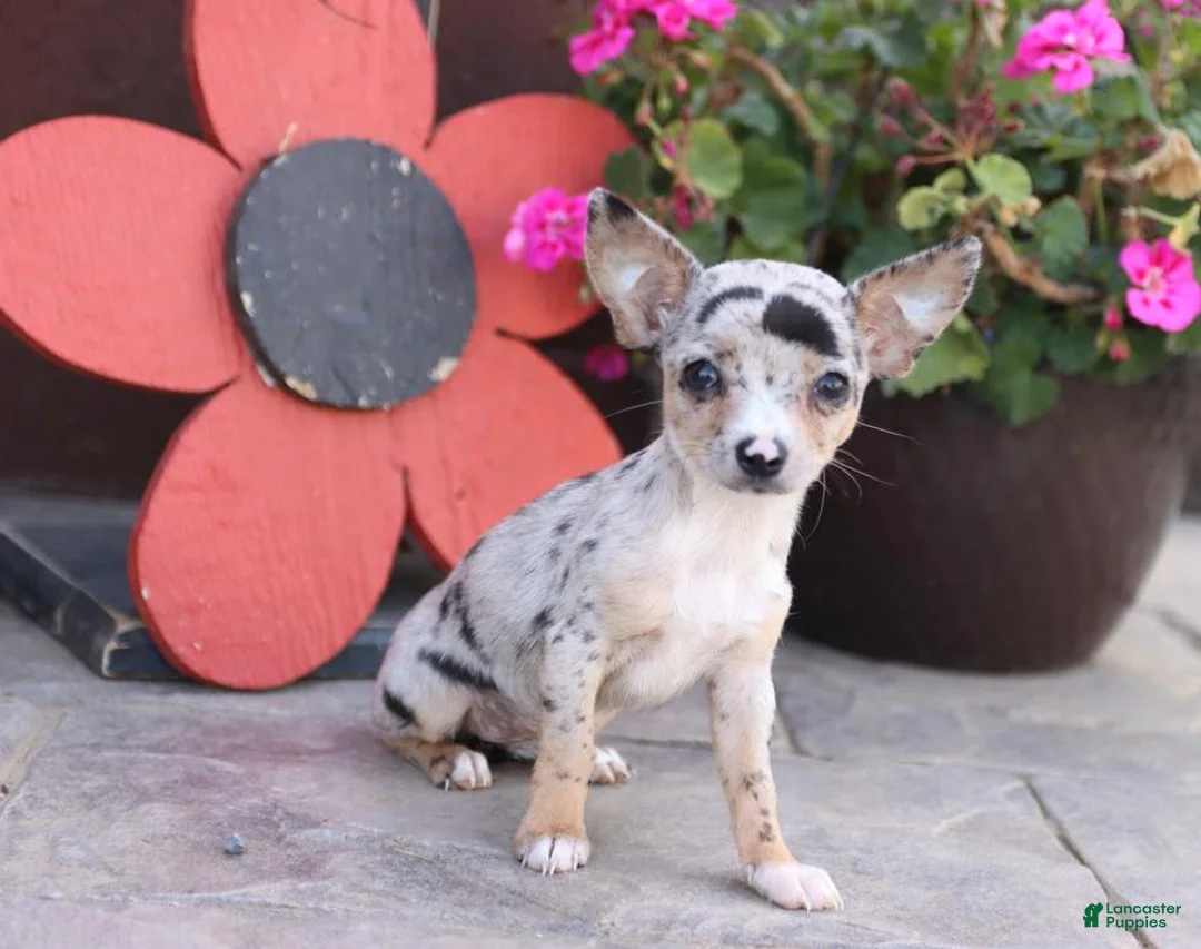 Gallery Image {{count}}