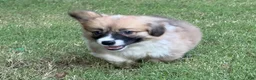 Welsh Corgi Pembroke dogs for sale: Fluffy Girl - Ad 15