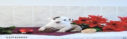 Jack Russell Terrier dogs for sale: Toby - Ad 6