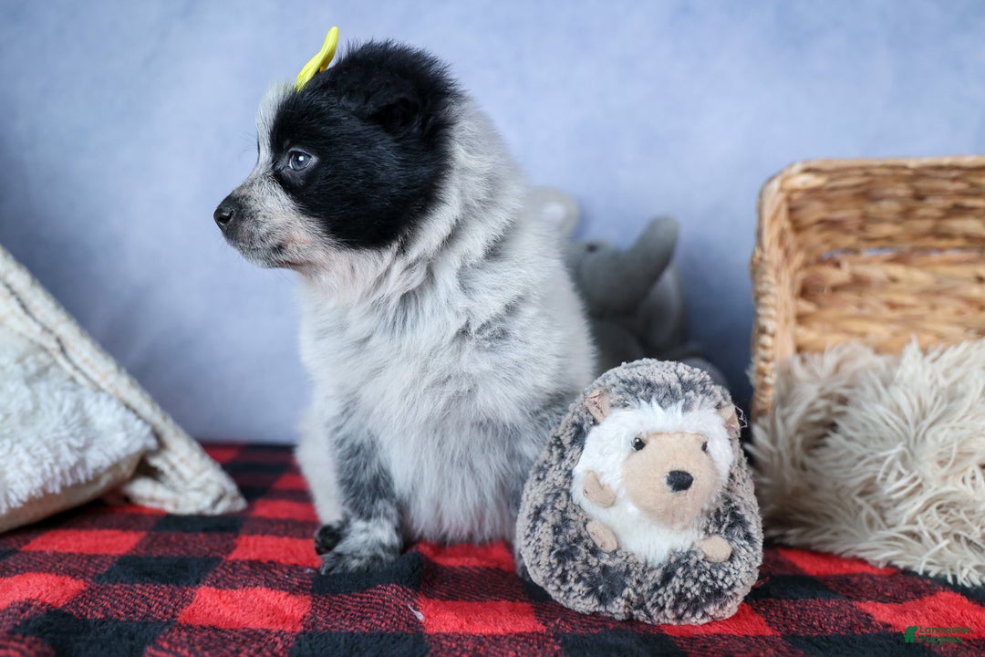 Mixed Breed dogs for sale: DELTA - Ad 6