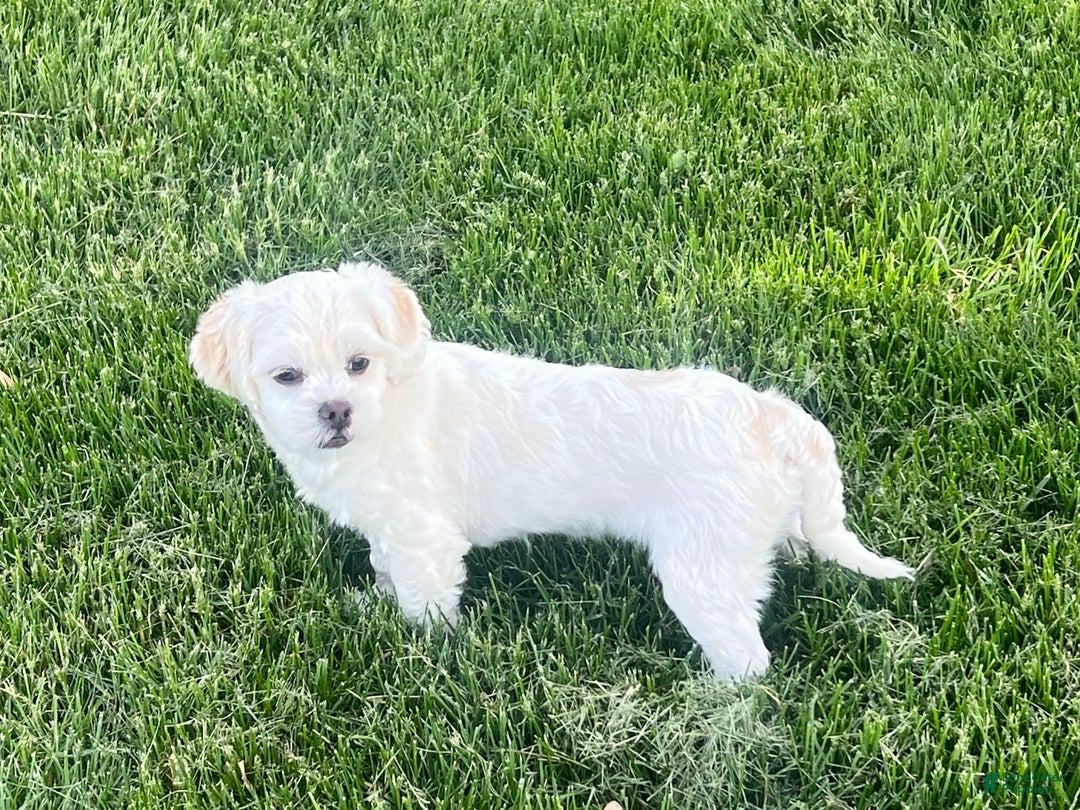 Lhasa Apso dogs for sale: Angel - Ad 8