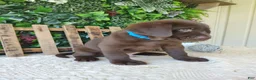 Labrador Retriever dogs for sale: Ranger - Ad 7