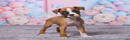 Boxer dogs for sale: Bella - Ad 4