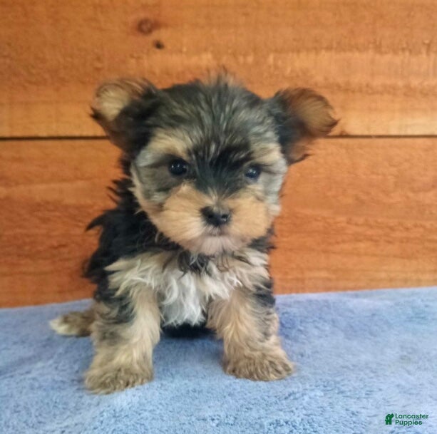 Yorkshire Terrier dogs for sale: Riley  - Ad 3