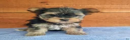 Yorkshire Terrier dogs for sale: Riley  - Ad 1