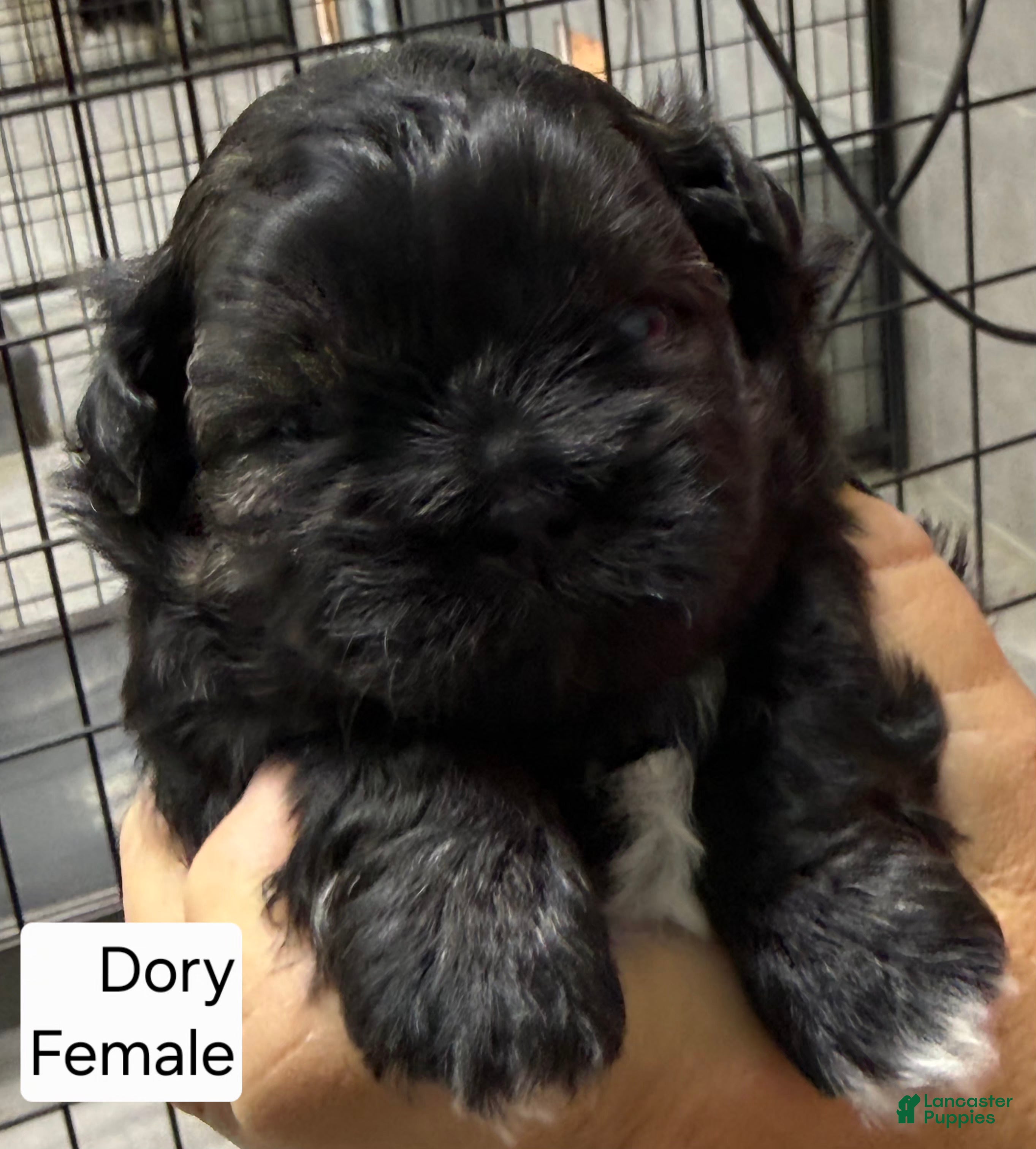 Mixed Breed dogs Dory - Ad 1