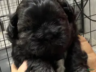 Mixed Breed dogs for sale: Dory - Ad 3