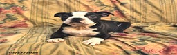 Boston Terrier dogs for sale: Mickey - Ad 5