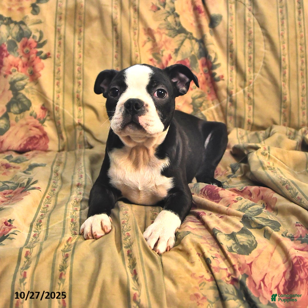 Boston Terrier dogs for sale: Mickey - Ad 5
