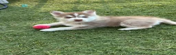 Pomsky dogs for sale: Pax Mini Pomsky - Ad 3