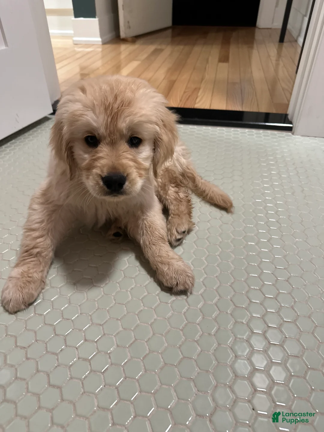 Golden Retriever dogs for sale: Golden Retriever Puppy 2 - Ad 5