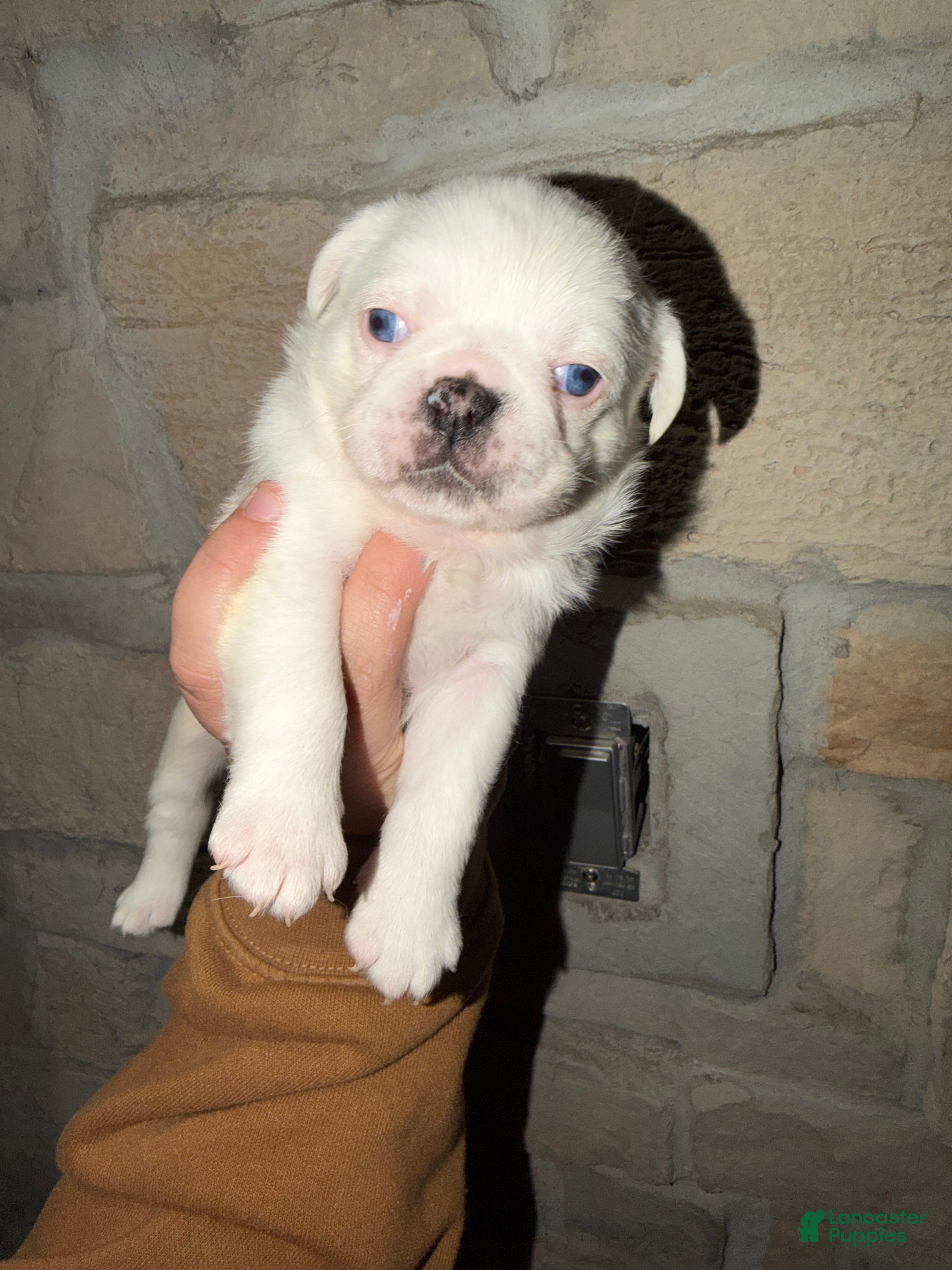 Pug dogs Reggie  - Ad 38