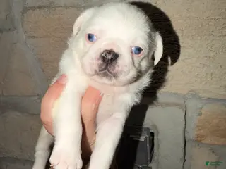 Pug dogs Reggie - Ad 22