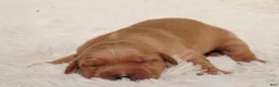 Golden Retriever dogs for sale: Daisy -AKC, Genetically Clear - Ad 42